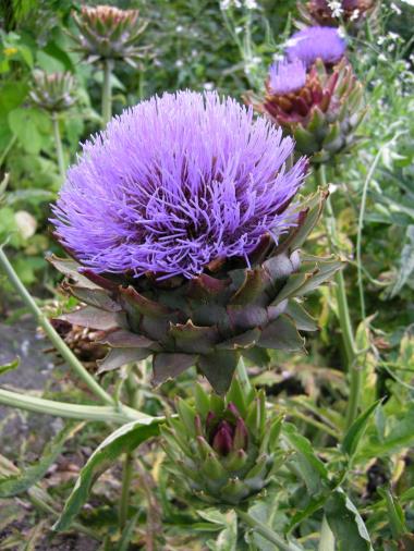 Billede af blomst
